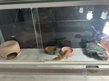 Geko