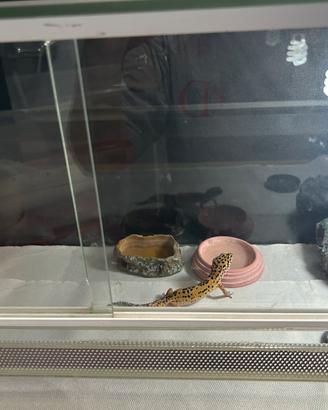Geko