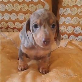 Cuccioli bassotti