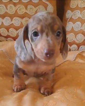 Cuccioli bassotti