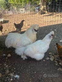 Galletti e galline