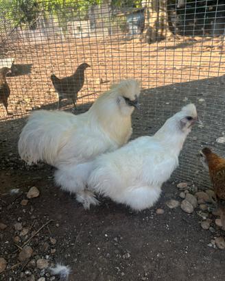 Galletti e galline