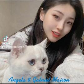 Gattini di pura Razza British Shorthair Silver Chi