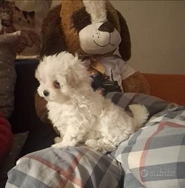 Maltese cucciolo