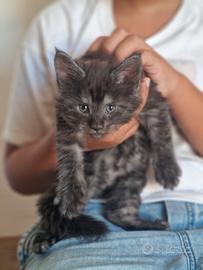 Cuccioli di Gattini Maine Coon con Pedigree