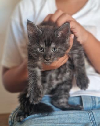 Cuccioli di Gattini Maine Coon con Pedigree
