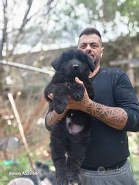 Cuccioli di pastore tedesco a pelo lungo neri