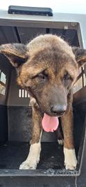 Akita americano maschio 2 anni