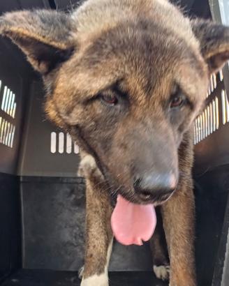 Akita americano maschio 2 anni