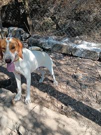 Cane caccia