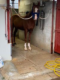 Cavallo anglo arabo