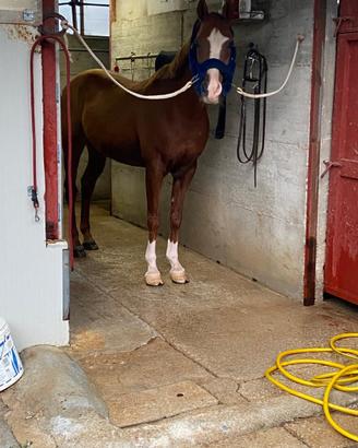 Cavallo anglo arabo