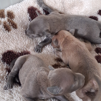 Cuccioli Piccolo Levriero Italiano