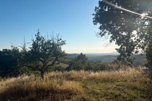 Terreno Agricolo 6200mq con 64 piante di olivo