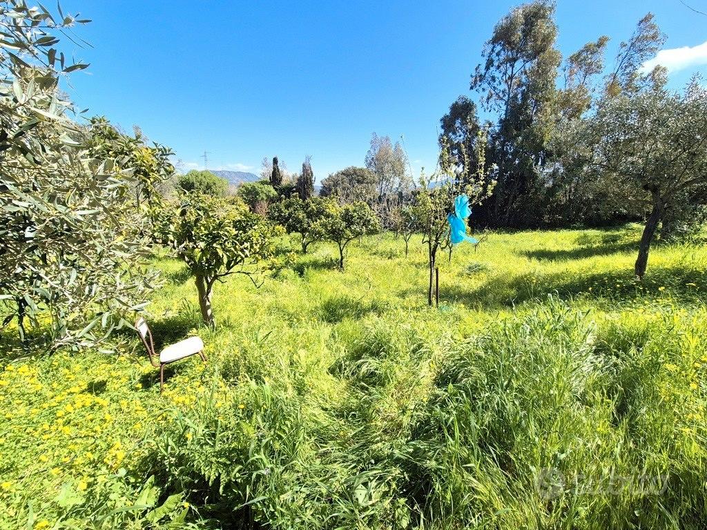 Terreno con pozzo, ulivi e piante da frutto - Vista 3