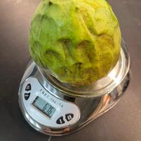 Pianta di Annona cherimola, pinha, atemòia da seme