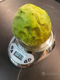 Pianta di Annona cherimola, pinha, atemòia da seme