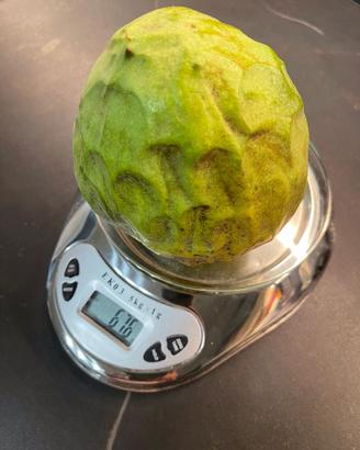 Pianta di Annona cherimola, pinha, atemòia da seme