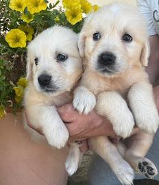 Golden Retriever cuccioli