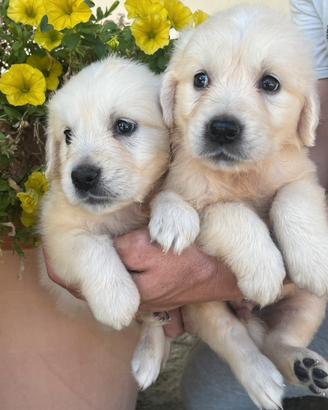 Golden Retriever cuccioli