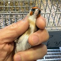 Cardellino maschio 2024