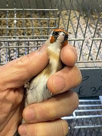 Cardellino maschio 2024