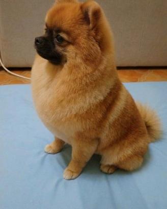 cane pomerian spitz 