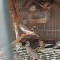 Diamanti mandarino e passeri del giappone