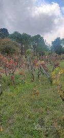 Terreno agricolo Trecastagni