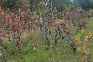 Terreno agricolo Trecastagni
