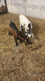 Due caprette femmine di 9 e 10 mesi