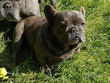 Bulldog francese blu adulta