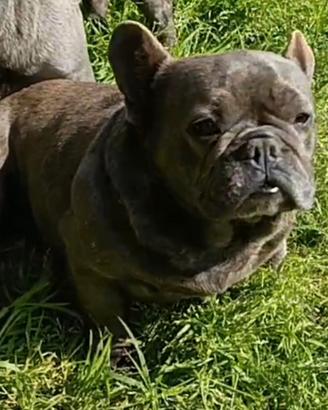 Bulldog francese blu adulta