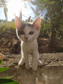 Micetto irresistibile