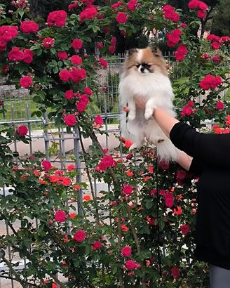 Spitz tedesco nano pomerania