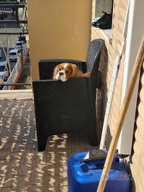 Cane da monta