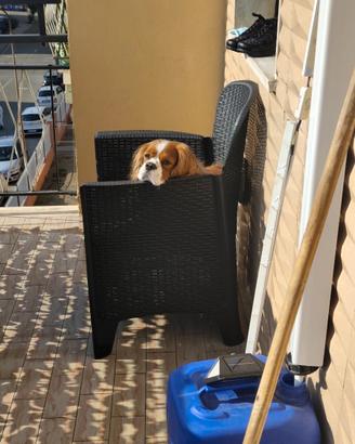 Cane da monta