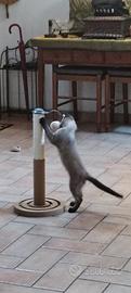Ragdoll point simil siamese