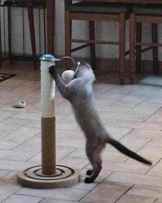 Ragdoll point simil siamese