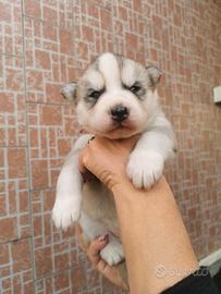 Disponibili cuccioli di Siberian Husky
