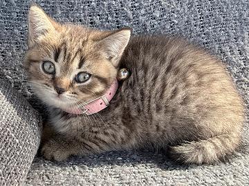 Gattina British shorthair tigrata