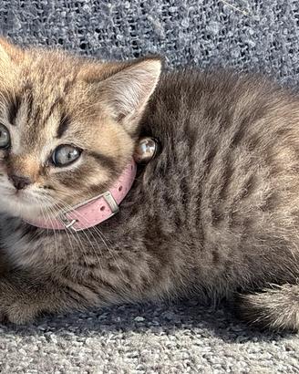 Gattina British shorthair tigrata