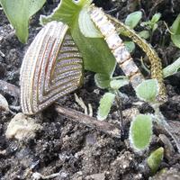 Anello di Design Color Oro Luminoso