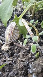 Anello di Design Color Oro Luminoso