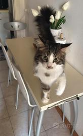 Norwegian forest cat