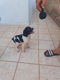 Breton maschi