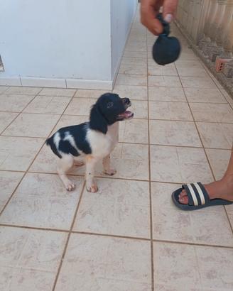 Breton maschi