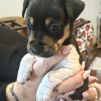 Cuccioli di jack Russell terrier