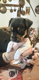 Cuccioli di jack Russell terrier