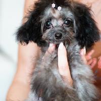 Barboncini Teacup Hong Kong